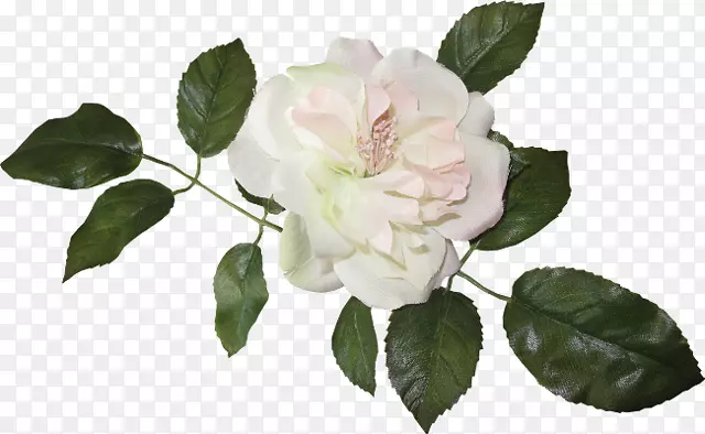 古典玫瑰：家庭和花园花卉剪贴画的美丽品种-玫瑰。