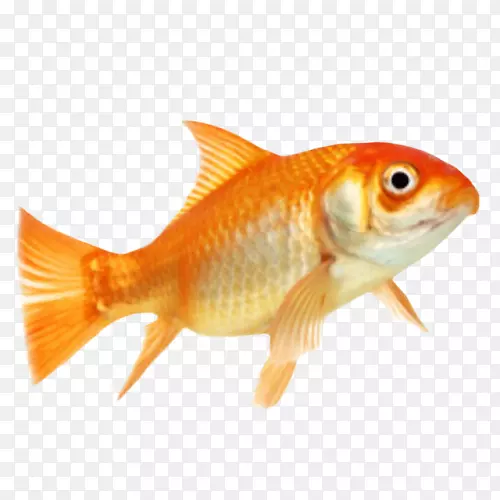 金鱼动物剪贴画-鱼