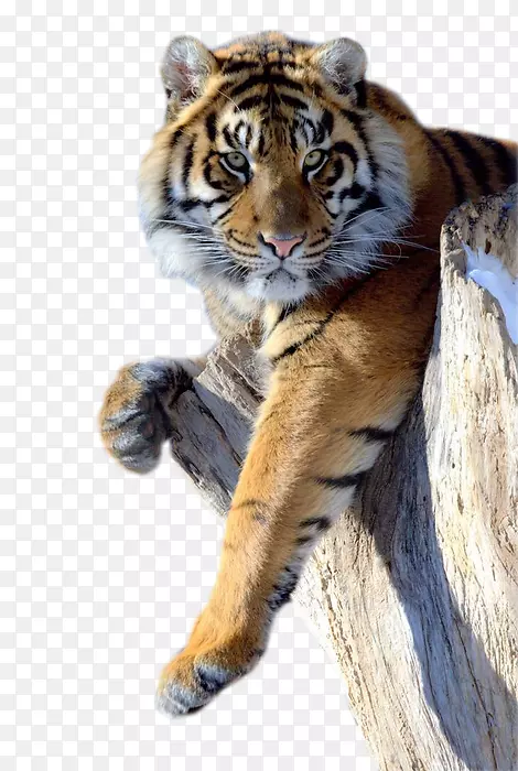狮子豹猫科猎豹-狮子
