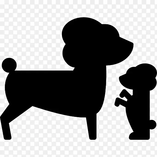 犬种标准雪纳瑞犬训练-小狗