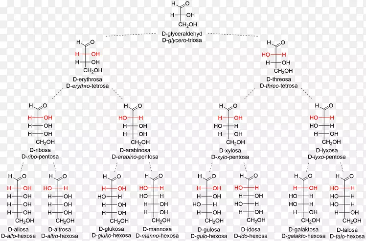 醛糖酮单糖-碳水化合物菲舍尔投影