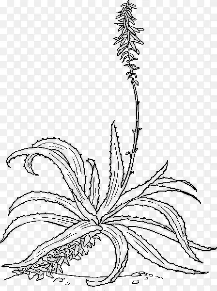 芦荟植物插图植物素描植物