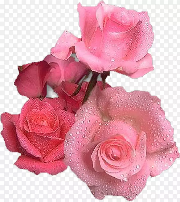花园玫瑰粉红色花生日