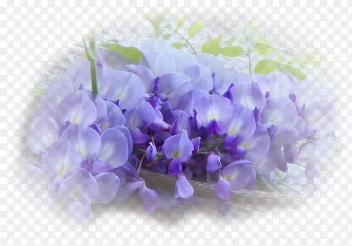 紫薇花紫罗兰种子薰衣草花