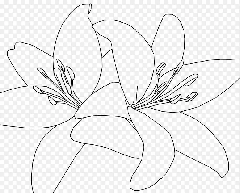 花卉设计虎百合画线艺术素描