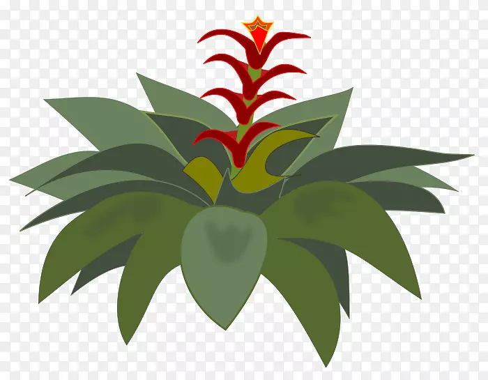 Bromelia剪贴画