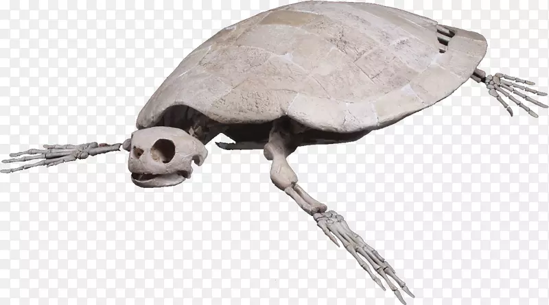甲鱼海龟爬行动物骨架-海龟
