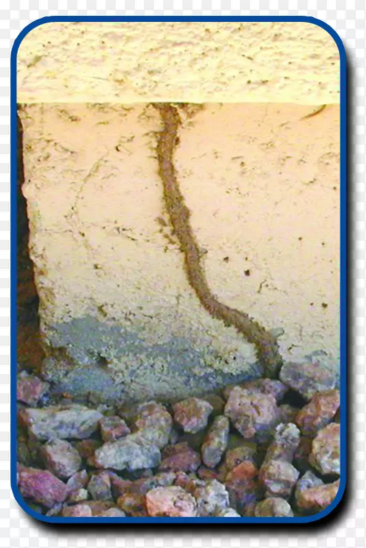 福尔摩沙地下白蚁防治蟑螂东部地下白蚁-蟑螂