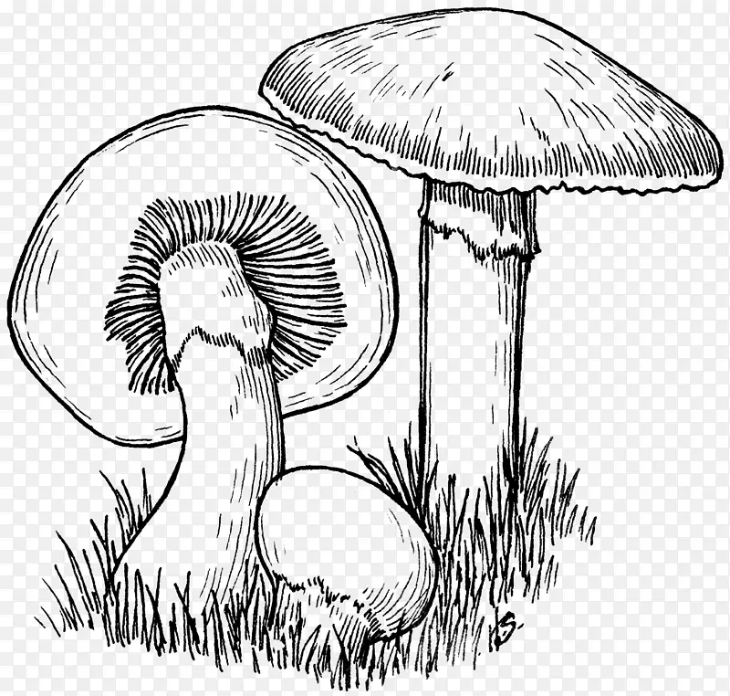 普通蘑菇素描-蘑菇