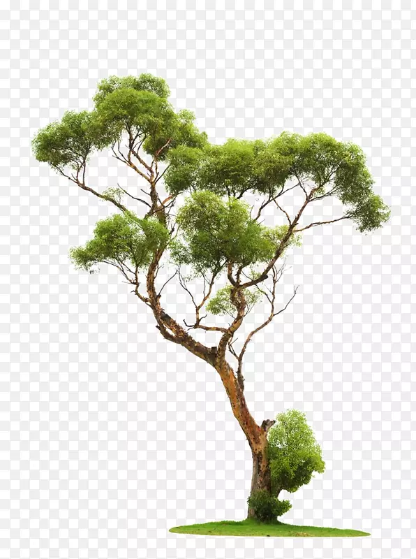 树木建筑渲染石松树