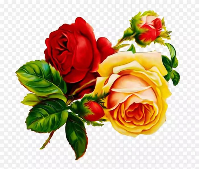 古典玫瑰：为家庭和花园设计的美丽品种，花卉剪贴画-玫瑰。
