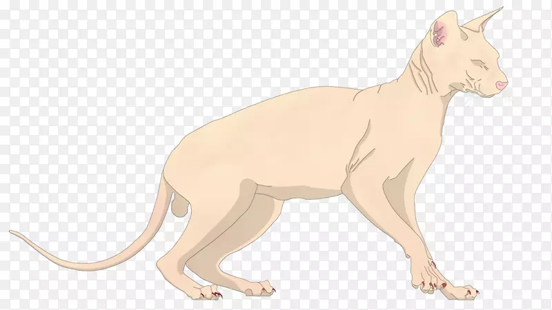 胡须猫爪陆生动物美洲狮猫