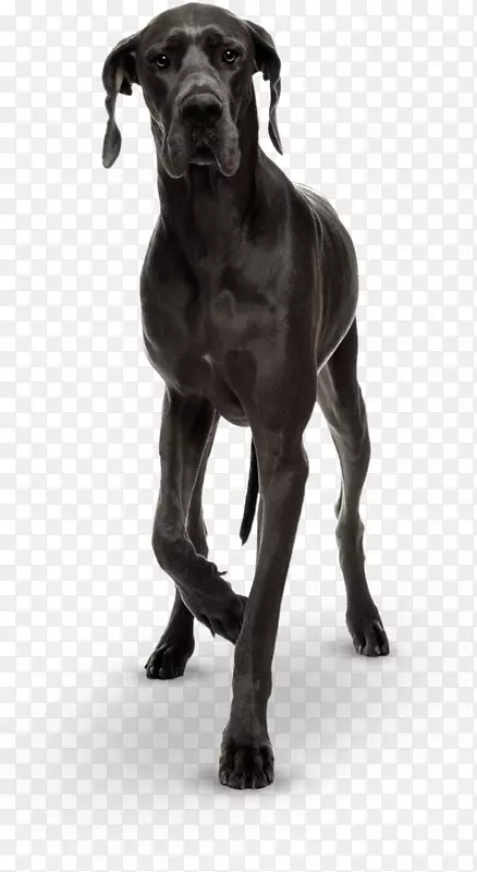 大丹麦甘蔗科索犬培育小狗巨人乔治-小狗
