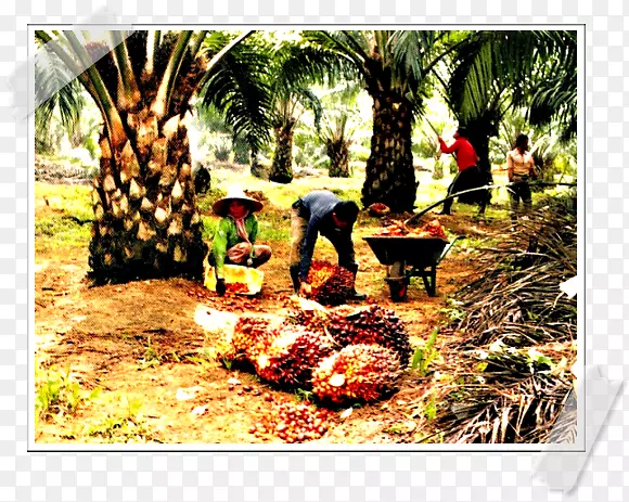 非洲棕榈油棕榈Risda Negeri Pulau Pinang人工林Rishda tarkaan