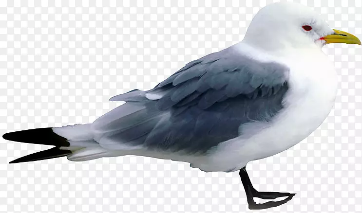 欧洲鲱鱼鸥大黑背鸥鸟夹艺术鸟