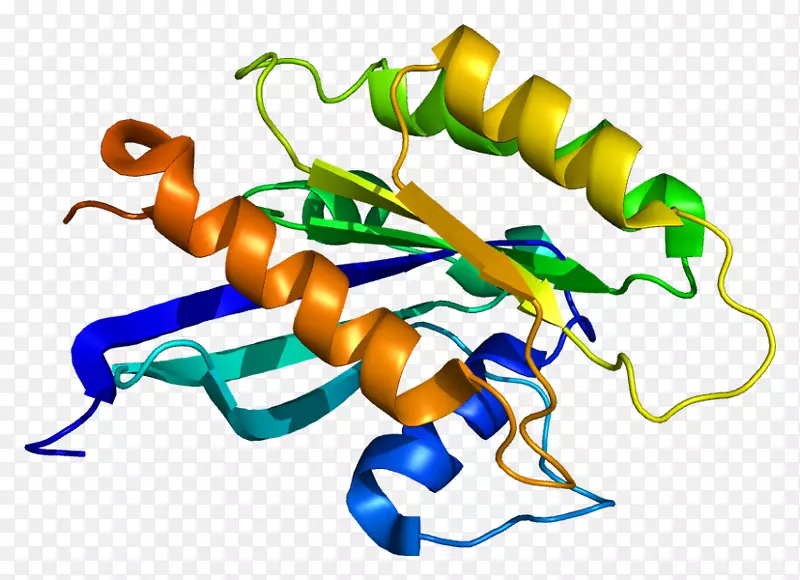 Rab18蛋白结构ras亚家族