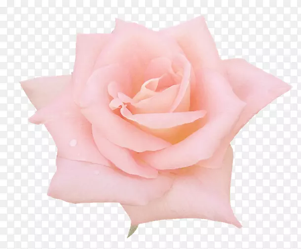 花园玫瑰静物：粉红色玫瑰，蜈蚣玫瑰-花朵
