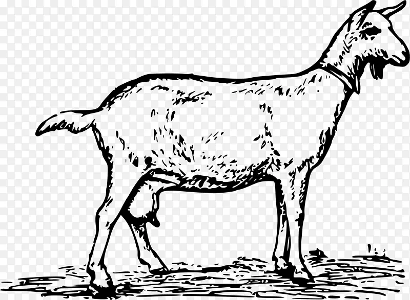 英国努比亚山羊托根堡山羊波尔山羊侏儒山羊黑色孟加拉山羊奶