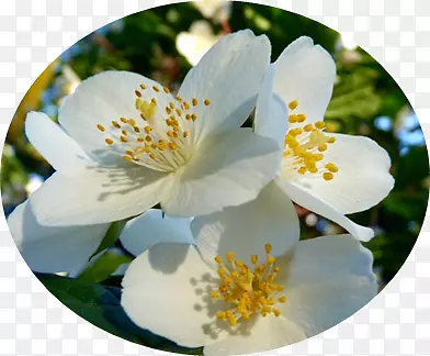 茉莉花花园玫瑰芳香灌木-花