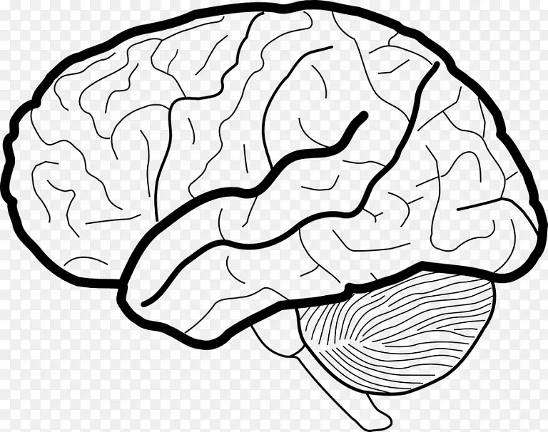 人脑白质工作记忆剪辑艺术脑
