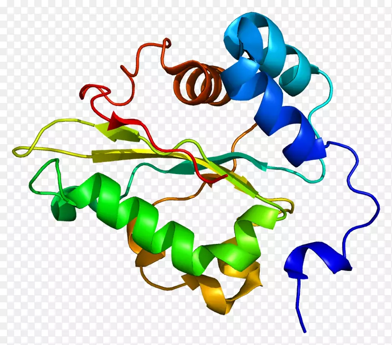 延伸因子蛋白肽键谷胱甘肽合成酶