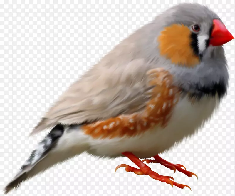 欧洲知更鸟斑纹雀夹艺术-鸟