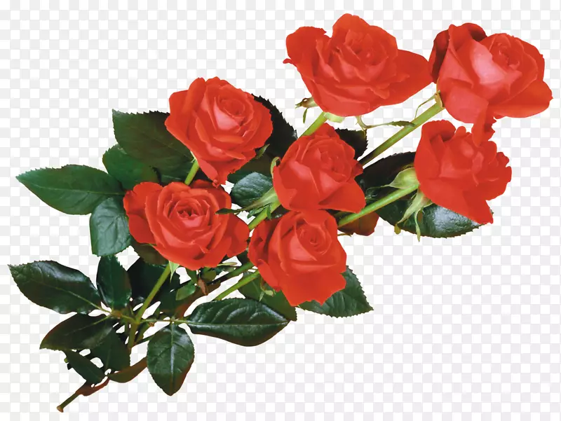 玫瑰桌面壁纸花玫瑰