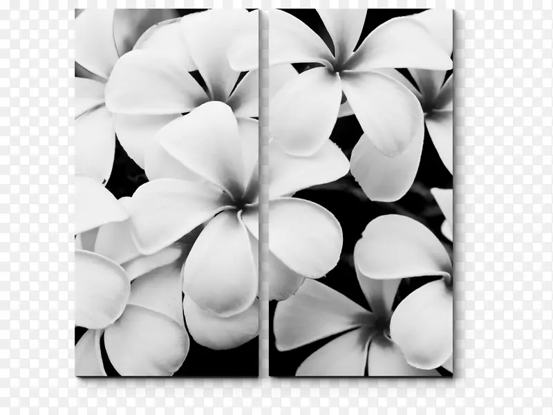 彩色摄影黑白花