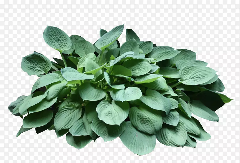 叶菜春绿草叶