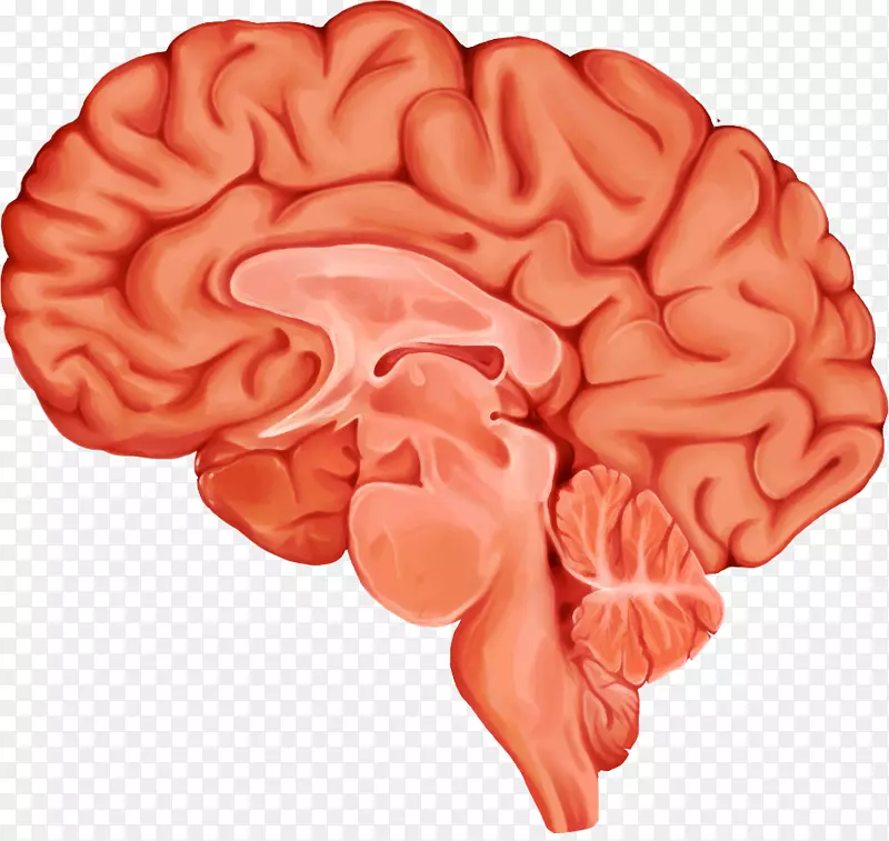 加州大学圣克鲁斯大学大脑医学插图艺术生物插图-大脑