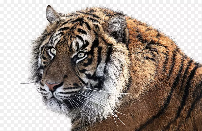 老虎图像分辨率-老虎