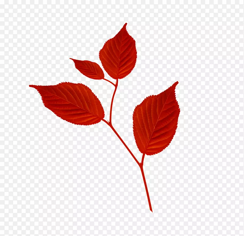 枝叶花瓣剪贴画