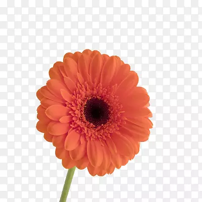 德兰菊郁金香花-郁金香