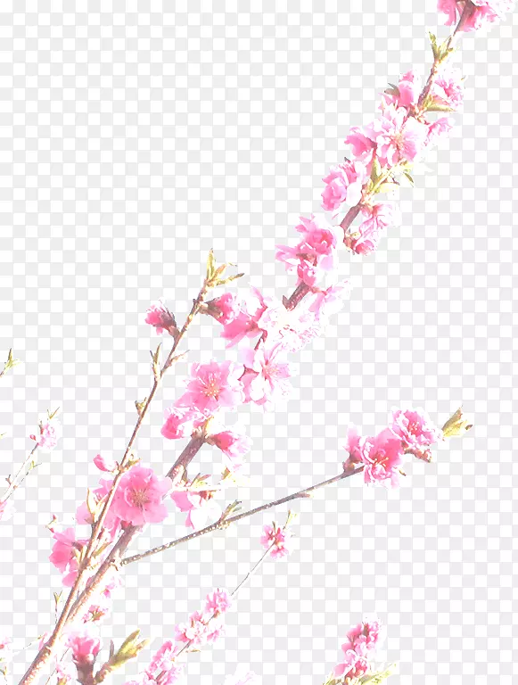 樱花摄影标准试验图像-樱花