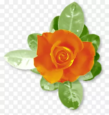 花园玫瑰花