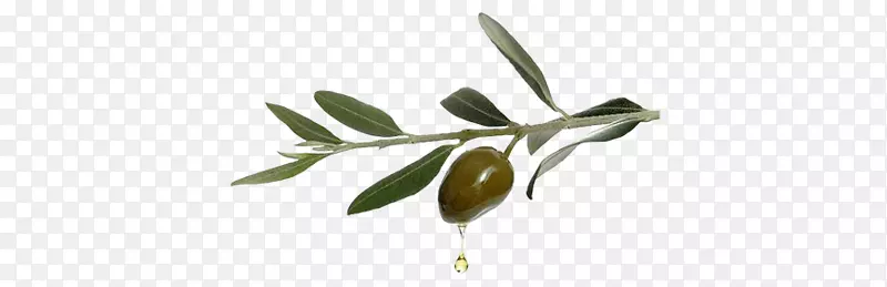橄榄油嫩枝摄影植物茎-橄榄