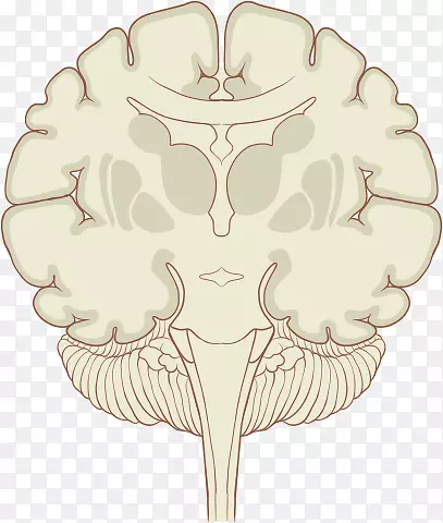 冠状面人脑丘脑下核-脑
