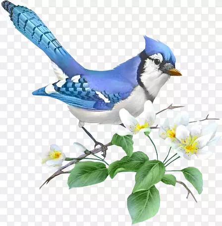 画蓝色杰伊插画