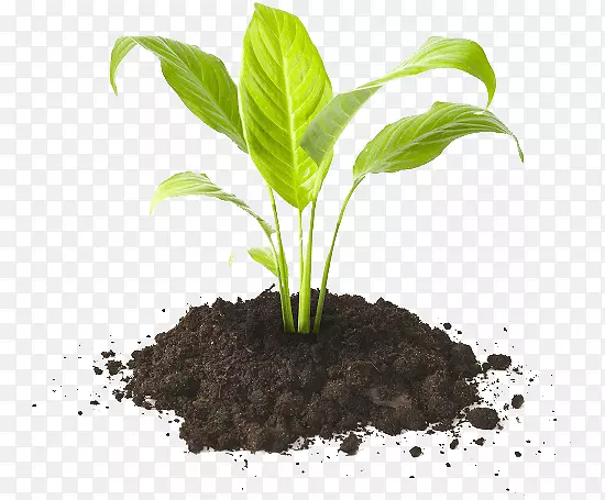 盆栽土壤腐殖质堆肥肥料