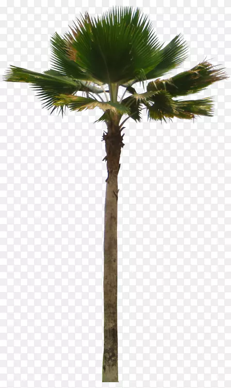 亚洲棕榈椰子，特产椰子树Adonidia pritchardia Pacifica-cout
