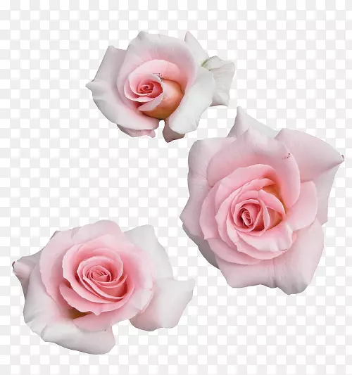 花园玫瑰，土兰艺术粉红花