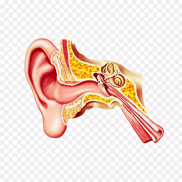 中耳鼓膜耳道耳垢耳