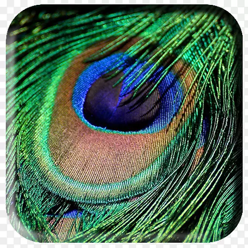 羽毛鸟孔雀绿色彩虹羽毛