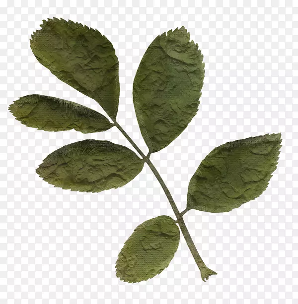 首页花园玫瑰花剪贴画
