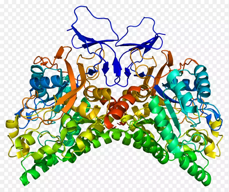 塌陷素反应介质蛋白家族内酰胺crmp1基因