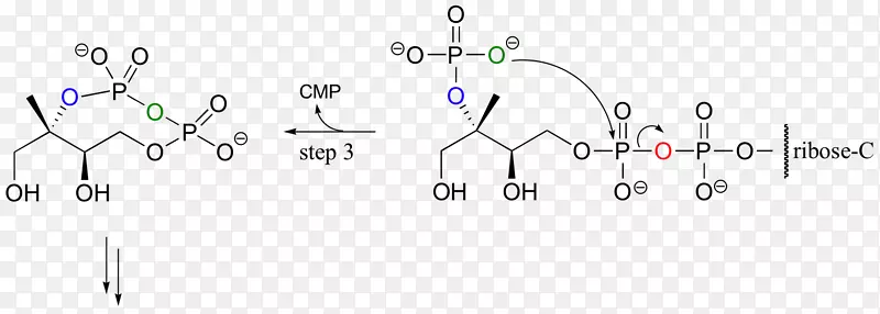 磷酸化羟基三磷酸腺苷酯