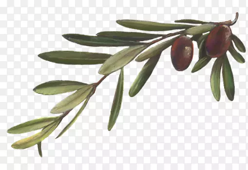 橄榄枝植物镜像橄榄油叶植物