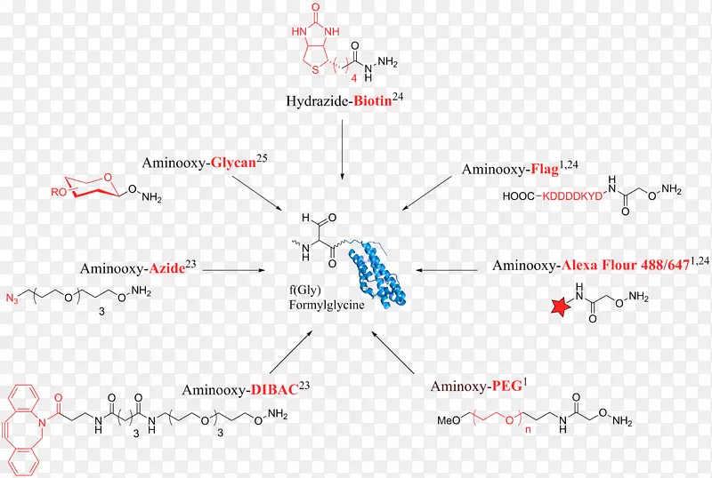 甲酰甘氨酸生成酶醛标记酰肼席夫碱