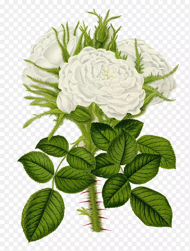 花园玫瑰印刷海报罗莎多菌群-设计