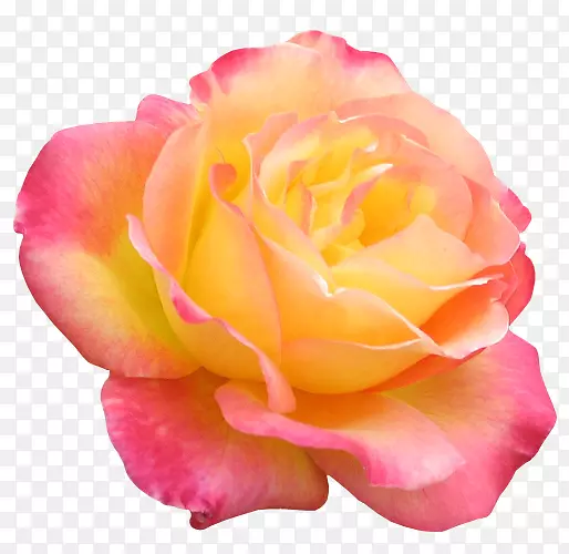 花园玫瑰花数码影像剪贴画-花